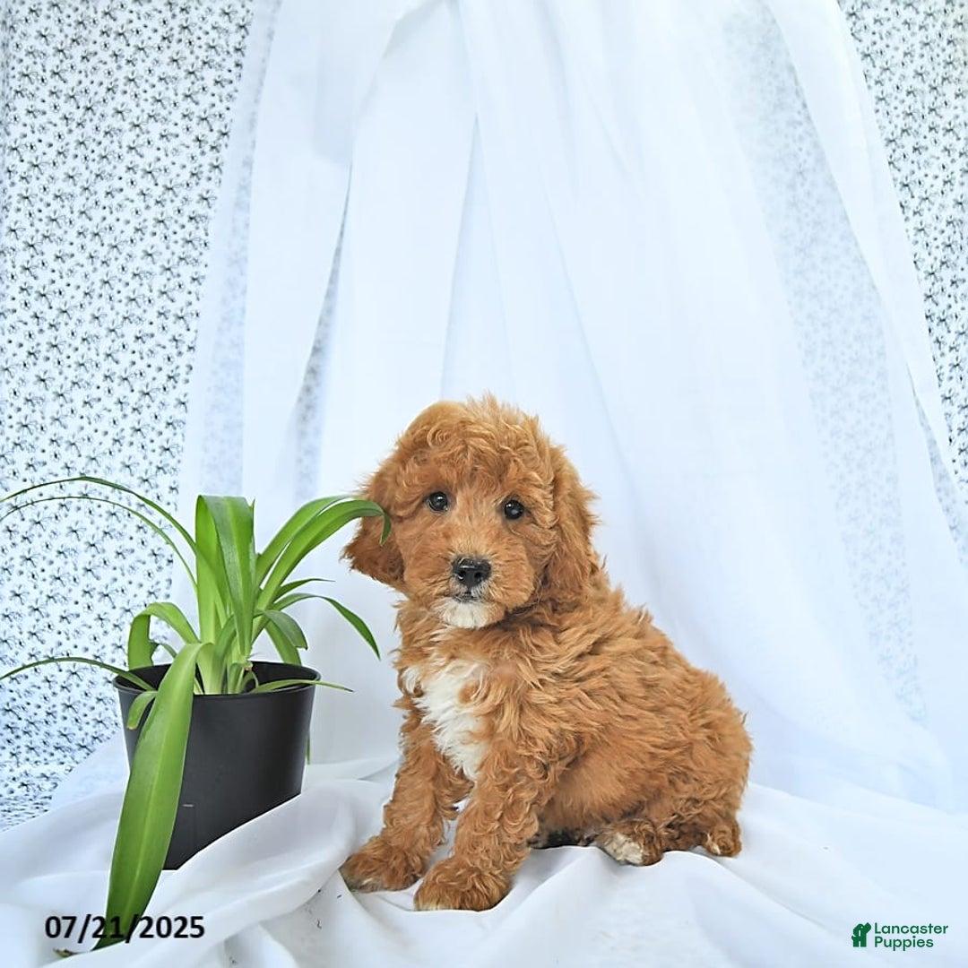 Mini Goldendoodle dogs for sale: Maverick - Image 4