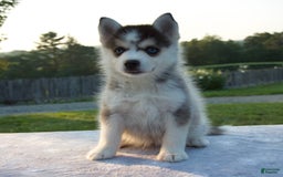 Pomsky dogs for sale: Trisha - Image 5
