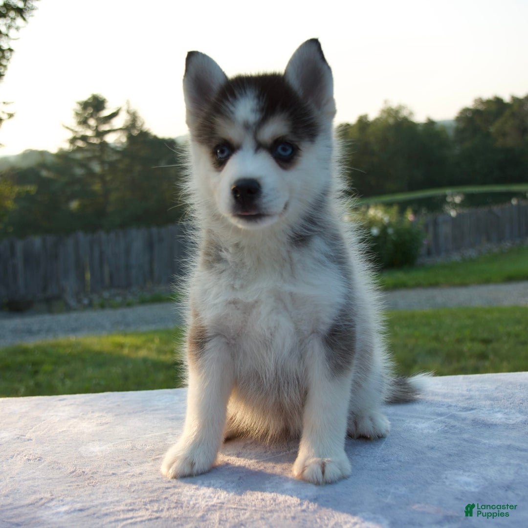 Pomsky dogs for sale: Trisha - Image 5