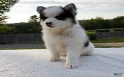 Pomsky dogs for sale: Lado - Image 7