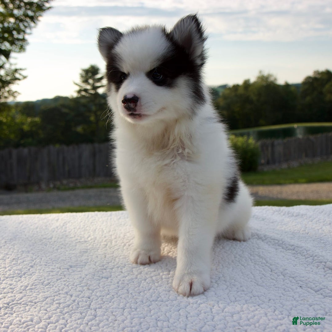 Pomsky dogs for sale: Lado - Image 7