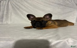 French Bulldog dogs for sale: Autumn - Image 4