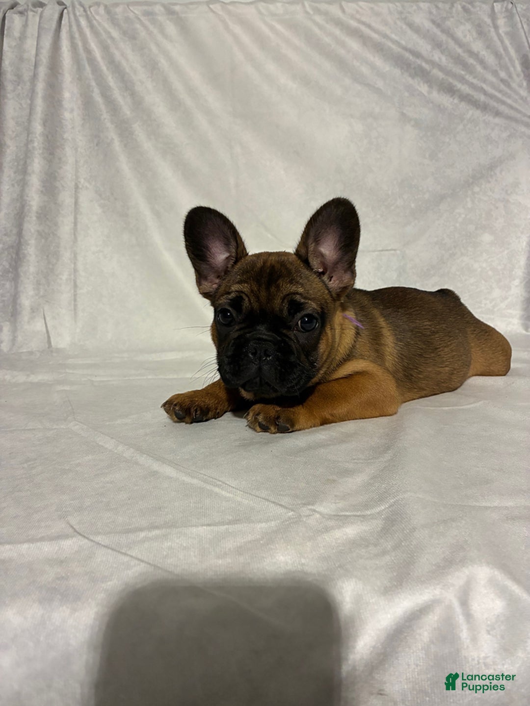 French Bulldog dogs for sale: Autumn - Image 4