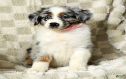 Miniature Australian Shepherd dogs for sale: Jewel - Image 5