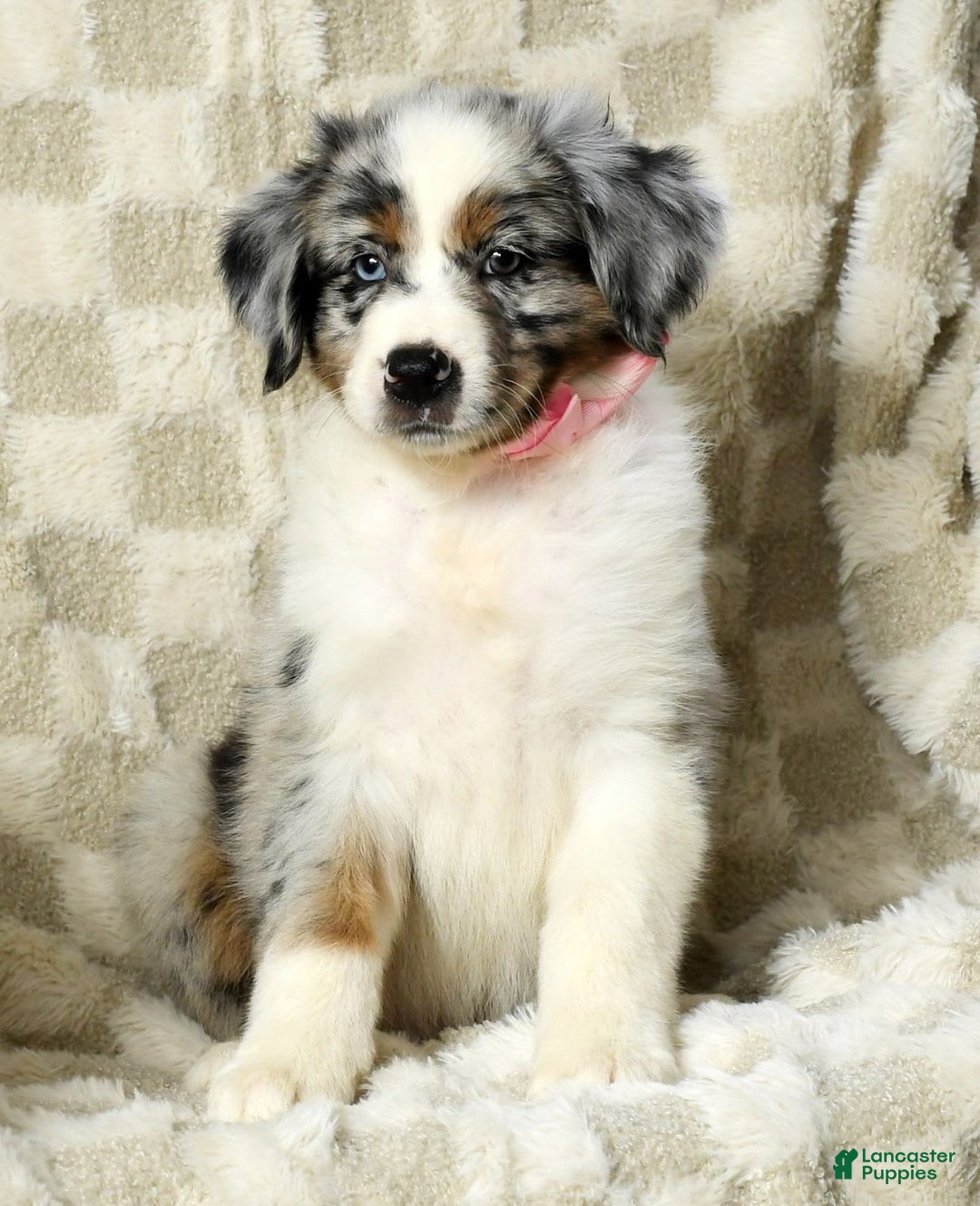Miniature Australian Shepherd dogs for sale: Jewel - Image 5