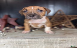 American Bully dogs for sale: Karma - Image 10