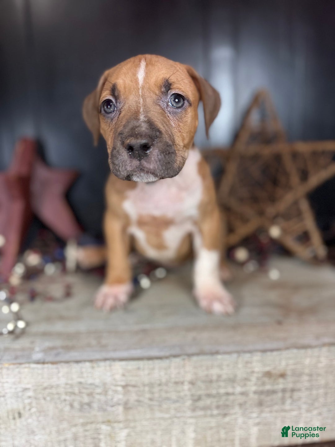 American Bully dogs for sale: Karma - Image 10