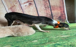 Toy Fox Terrier dogs for sale: Biggie - Image 12