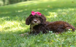 Cockapoo dogs for sale: Precious - Image 25