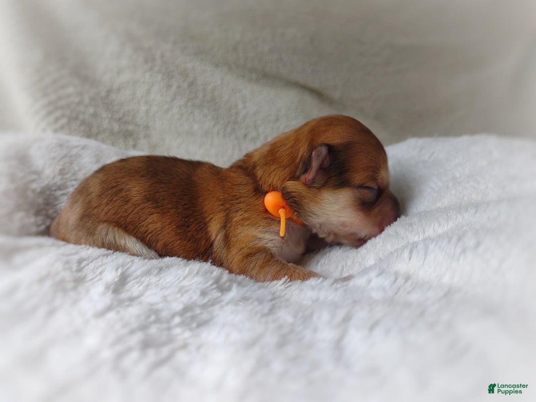 Morkie dogs for sale: Rare Gold Merle Bumblebee - Image 3