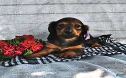 Miniature Dachshund dogs for sale: Miniature Dachshund 5 puppies - Image 14