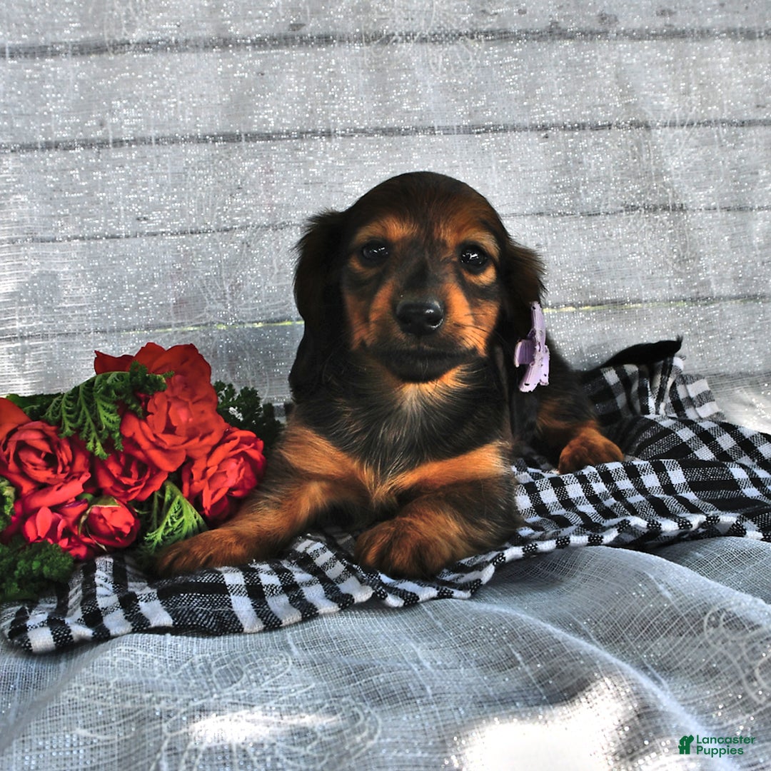 Miniature Dachshund dogs for sale: Miniature Dachshund 5 puppies - Image 14