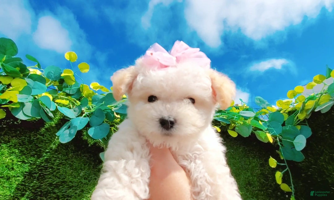 Maltipoo dogs for sale: Baby - Image 2