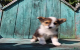Welsh Corgi Pembroke dogs for sale: Leo - Image 3