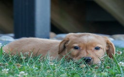Labrador Retriever dogs for sale: Red Fox Geo - Image 24