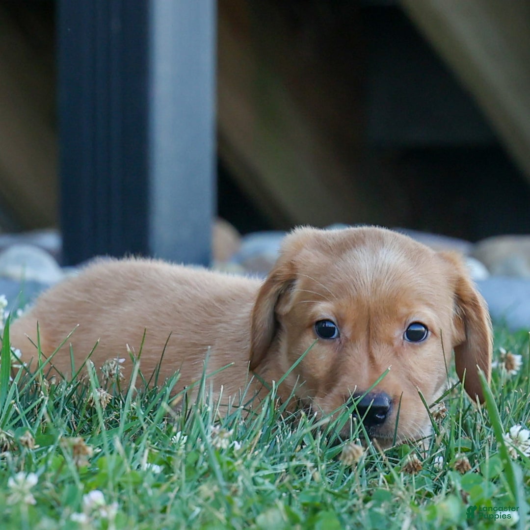 Labrador Retriever dogs for sale: Red Fox Geo - Image 24