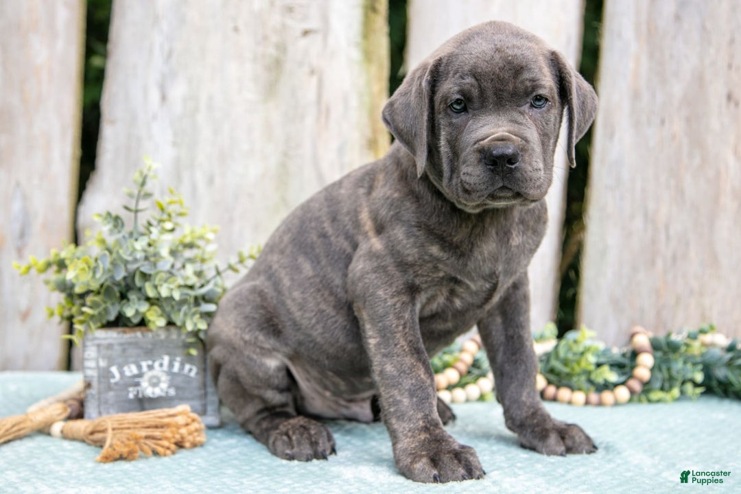 Cane Corso dogs for sale: Fido - Image 2