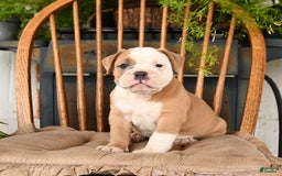 Olde English Bulldogge dogs for sale: Emma - Image 1