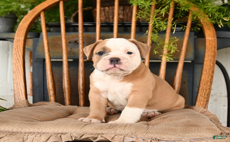 Olde English Bulldogge dogs for sale - Ad 3