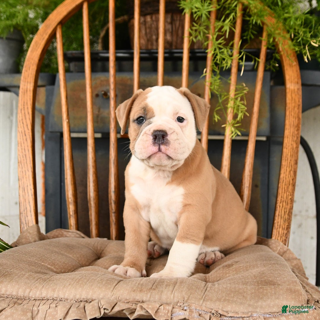 Olde English Bulldogge dogs for sale: Emma - Image 1