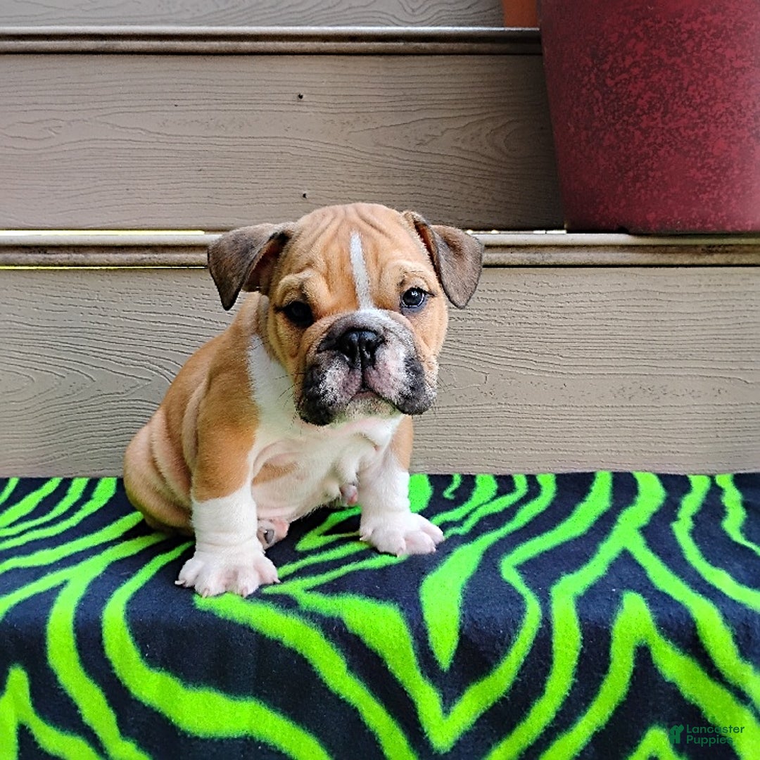 English Bulldog dogs for sale: Reagan - Image 10