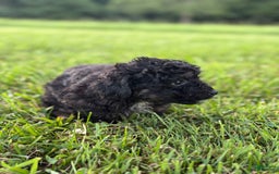 Aussiedoodle dogs for sale: Richie - Image 10
