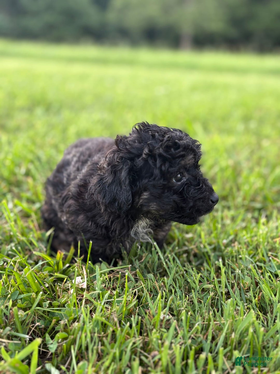 Aussiedoodle dogs for sale: Richie - Image 10