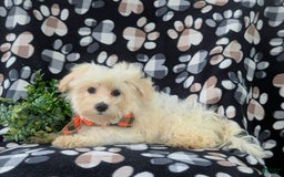 Maltese dogs for sale: Graysen - Image 3