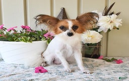 Papillon dogs for sale: Alex - Image 16