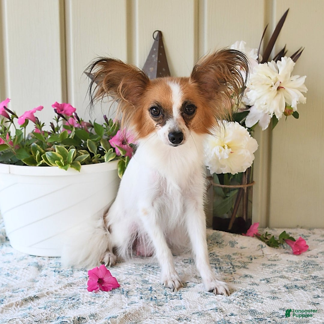 Papillon dogs for sale: Alex - Image 16