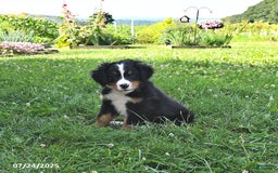 Bernese Mountain Dog dogs for sale: Vincent - Image 9