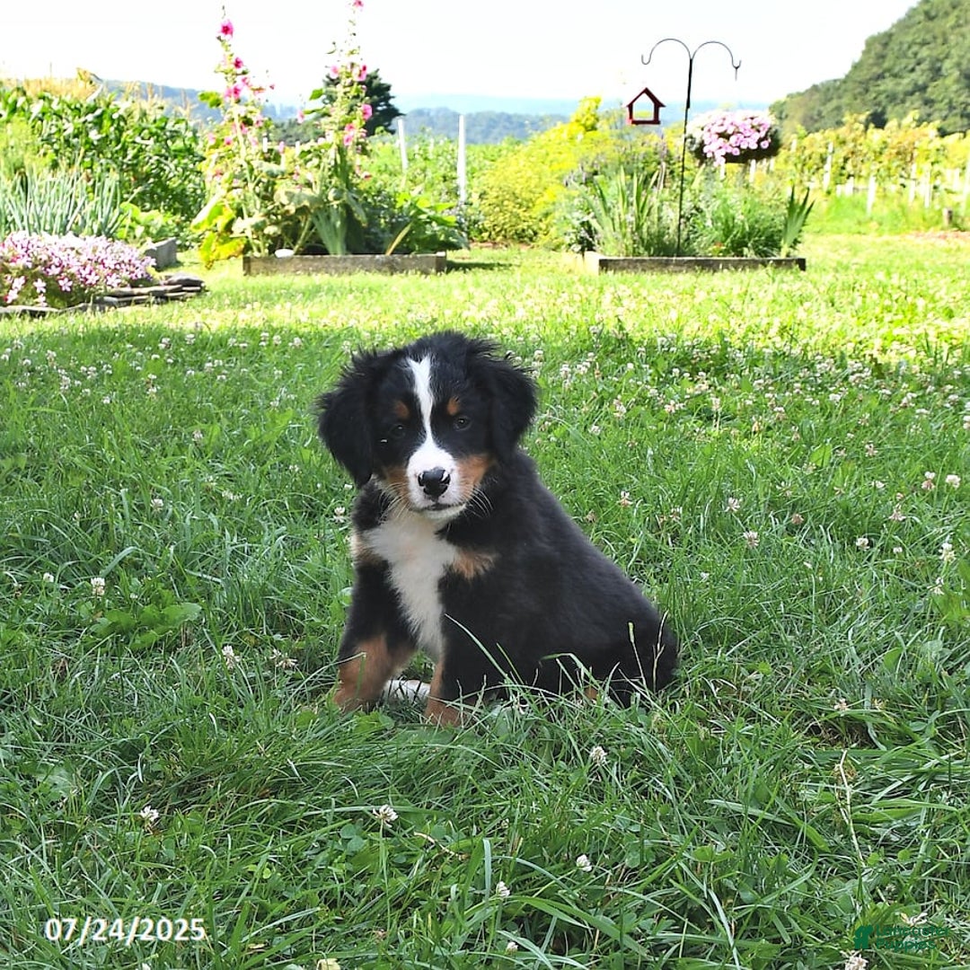 Bernese Mountain Dog dogs for sale: Vincent - Image 9