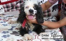 Cocker Spaniel dogs for sale: Vanilla - Image 5