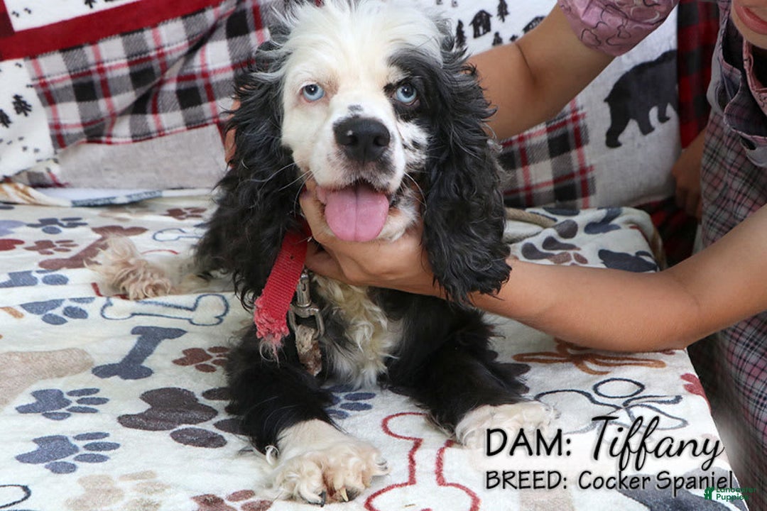 Cocker Spaniel dogs for sale: Vanilla - Image 5