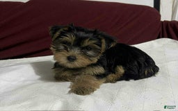 Yorkshire Terrier dogs for sale: Penny - Image 1