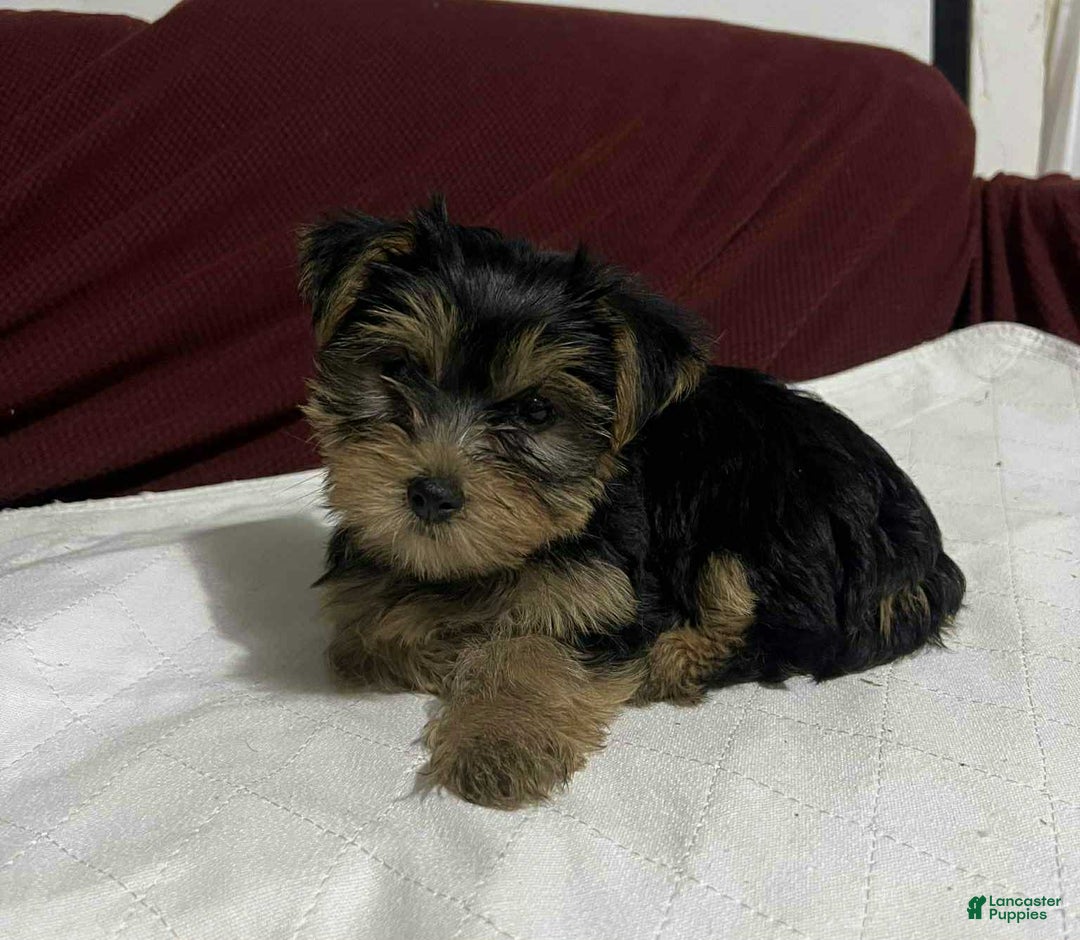 Yorkshire Terrier dogs for sale: Penny - Image 1
