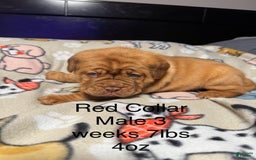 Dogue De Bordeaux dogs for sale: Red Collar Male - Image 4