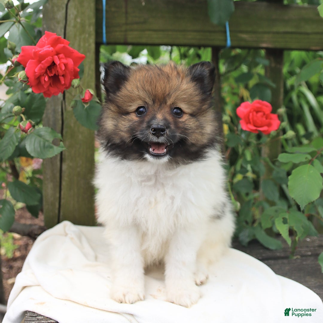 Pomeranian dogs for sale: Jimmy - Image 3