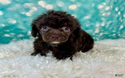 Toy Poodle dogs for sale: Lil Joey! - Image 4