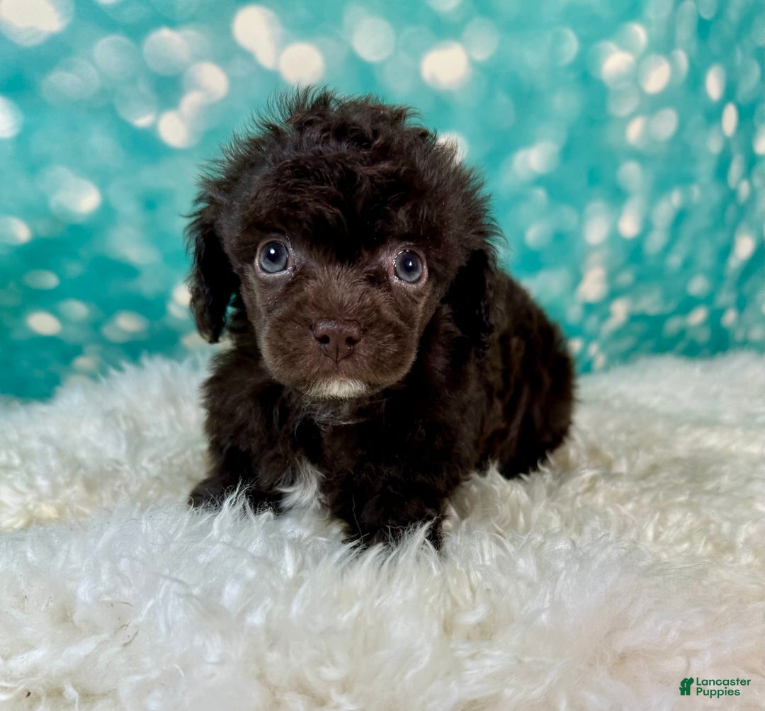 Toy Poodle dogs for sale: Lil Joey! - Image 4