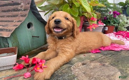 Goldendoodle dogs for sale: Washington - Image 7