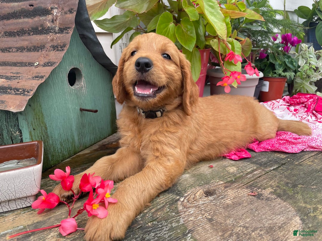 Goldendoodle dogs for sale: Washington - Image 7
