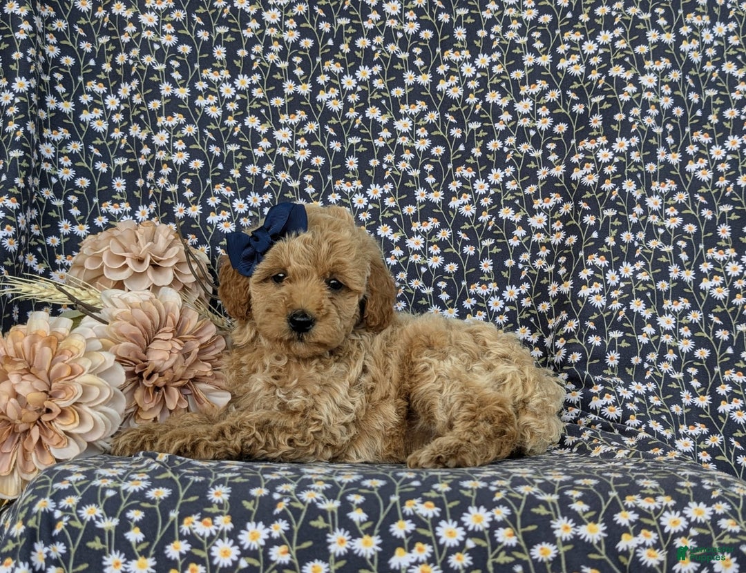 Bichpoo dogs for sale: Jewel - Image 3