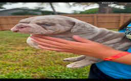 American Bully dogs for sale: Exotic Bullies - Image 3