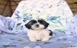 Shih Tzu dogs for sale: Kody - Image 5