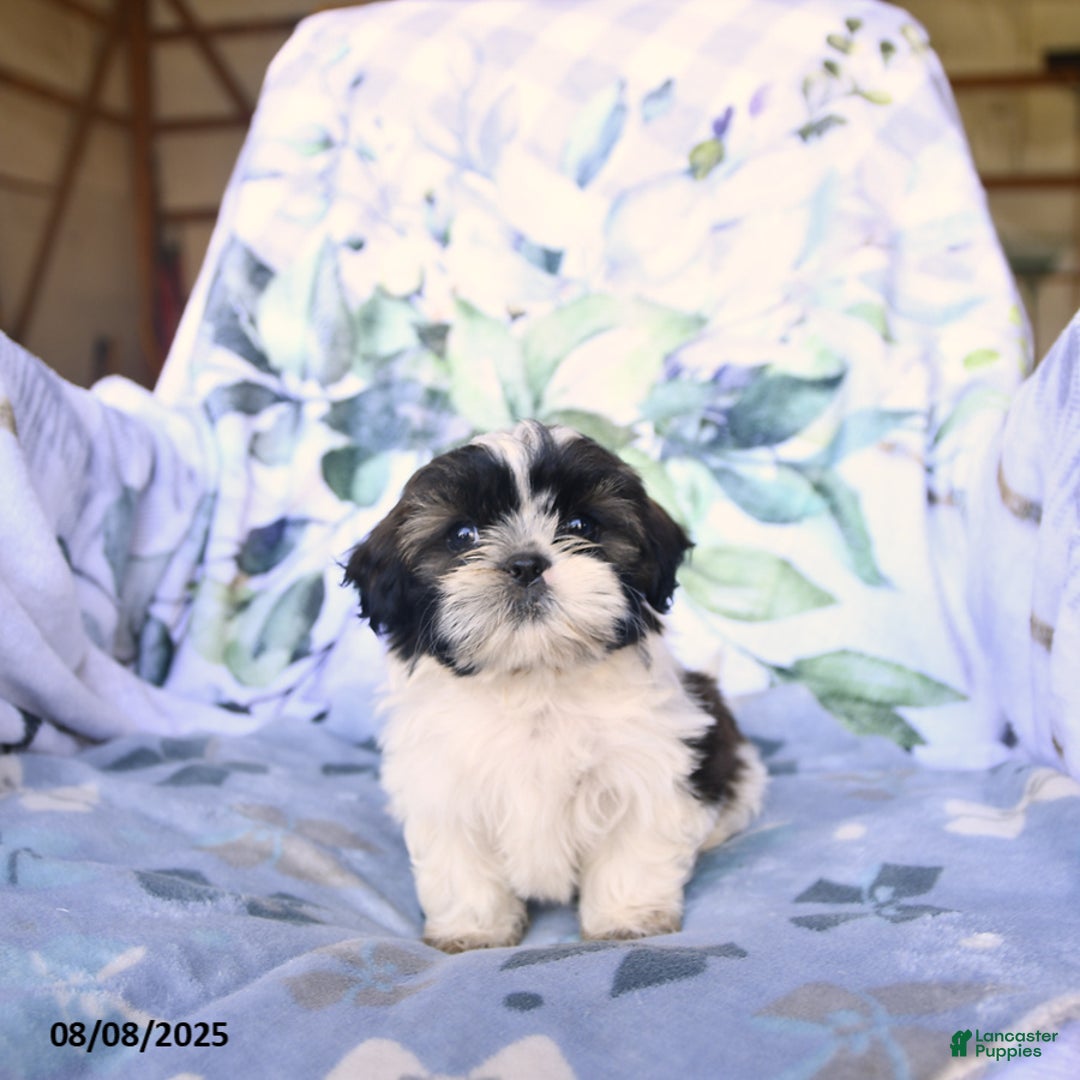Shih Tzu dogs for sale: Kody - Image 5