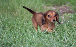 Miniature Dachshund dogs for sale: Dora - Image 4