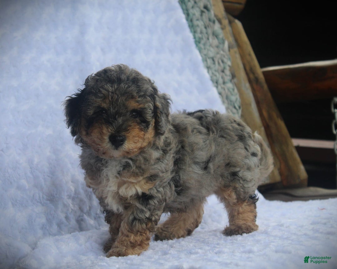 Miniature Poodle dogs for sale: Duff - Image 2