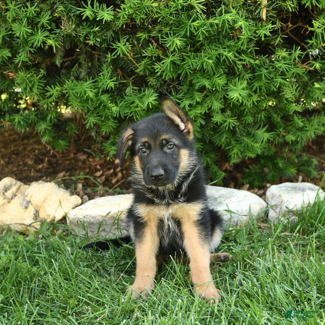 German Shepherd dogs for sale: Meadow - Image 10