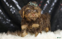 Yorkiepoo dogs for sale: Bugatti - Image 2